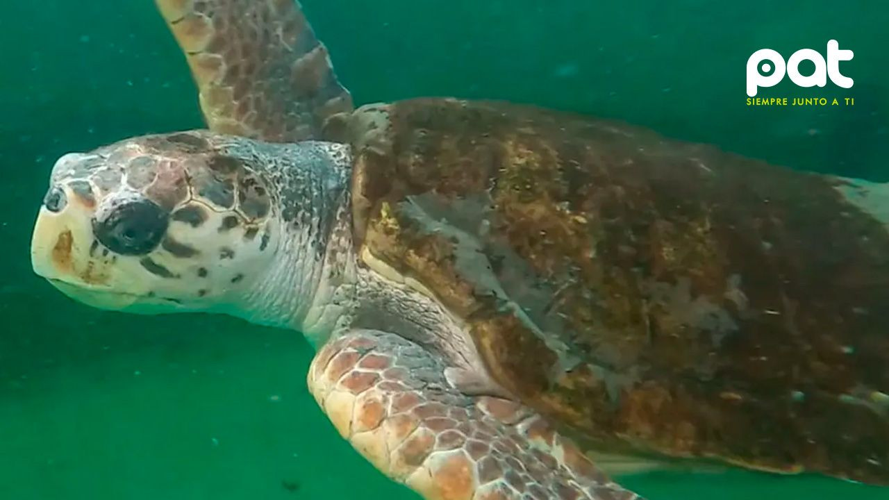 http://www.redpat.tv//uploads/El_tortugo_jorge_estuvo_40_anos_en_encierro_bf9b233720.jpg