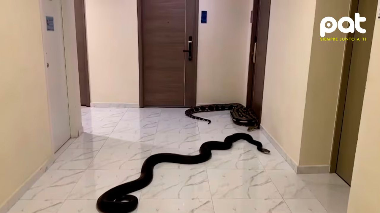 http://www.redpat.tv//uploads/Un_hombre_solto_a_dos_serpientes_en_los_pasillos_de_su_edificio_para_vengarse_de_sus_vecinos_molestos_137a3c898e.jpg