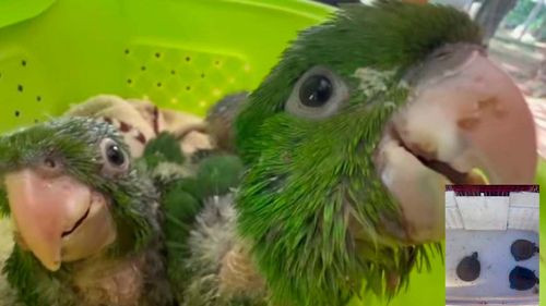 Rescatan tortugas, loros y parabas azules en operativo contra tráfico de fauna en Warnes