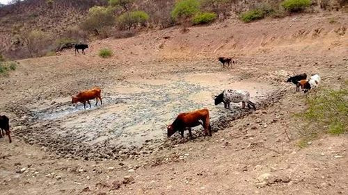 Cuatro municipios de Cochabamba alistan declaratoria de emergencia por sequía