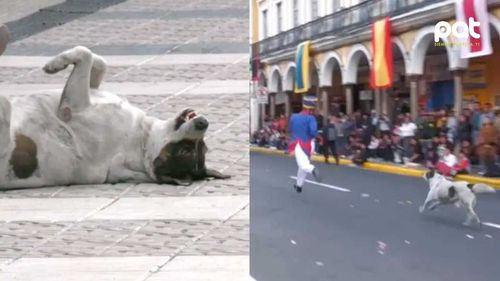 Perro se convierte en la atracción principal durante escenificación del grito libertario en Cochabamba