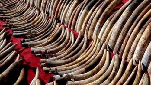 Rusia frustra intento de contrabando de colmillos de mamut hacia China
