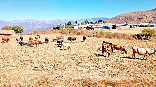 Sequía afecta a 18 municipios de Chuquisaca y deja más de 3.800 familias damnificadas