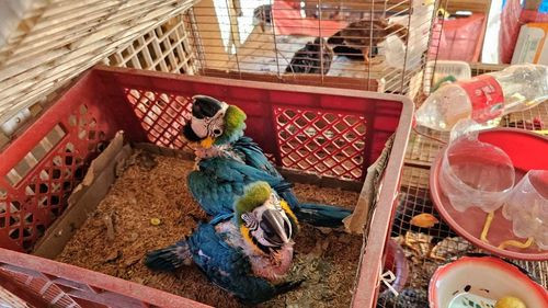 Mujer es sentenciada por tráfico ilegal de vida silvestre en Trinidad