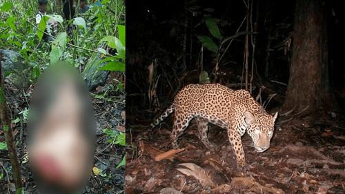 Reportan ataque de tigre a un comunario en La Asunta