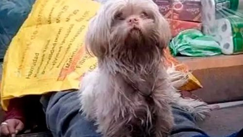 Mujer fallece en la feria 16 de Julio y su perrito permanece fiel a su lado