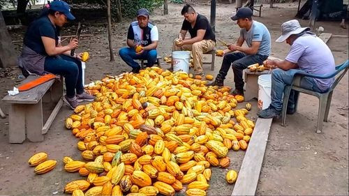 Pando celebra el Día Departamental del Cacao con reconocimiento a productores