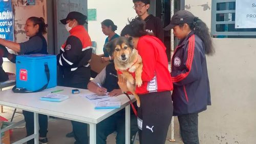 Mascotas protegidas en Cochabamba con vacunación antirrábica