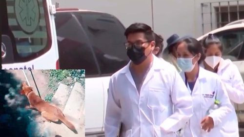 Emergencia sanitaria en Vinto: perro con rabia mordió a 13 personas