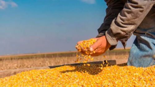 Concluye la cosecha de maíz y productores advierten déficit de 500.000 toneladas