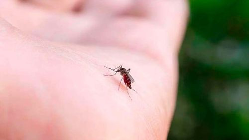 Confirman sexta muerte por chikungunya en Santa Cruz; hay casi 5.000 casos en el departamento