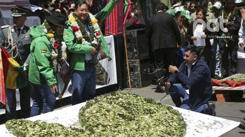 Hoja de coca: Presidente Arce anuncia industrialización y expansión del Acullicu