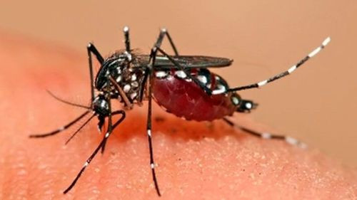 Alistan campaña preventiva por chikungunya en Cochabamba