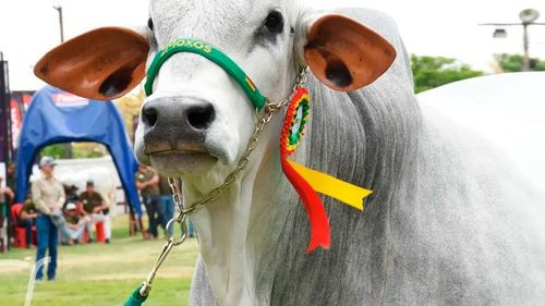 Agropecruz abre sus puertas y presentará al toro más pesado