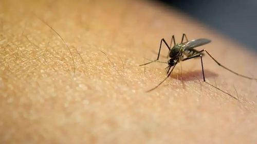 Santa Cruz confirma segundo caso de fiebre amarilla y reporta una muerte en el municipio de Gutiérrez