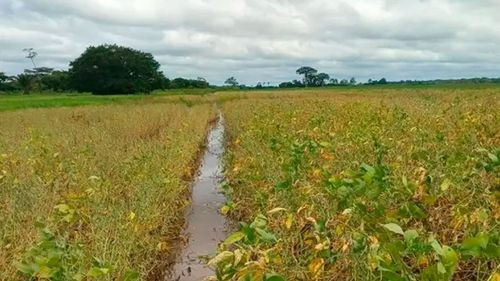 Lluvias reducen en 400.000 toneladas la producción de soya, según Anapo