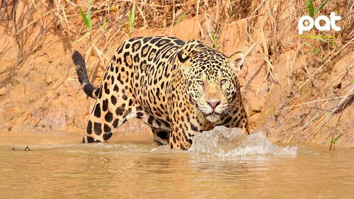 ¿Peligra protección judicial al jaguar y áreas ecológicas en Bolivia?