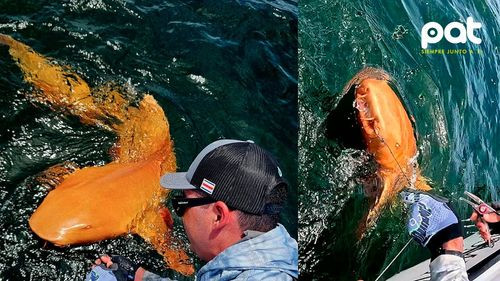 Pescadores descubrieron en Costa Rica un extraño tiburón naranja con ojos blancos