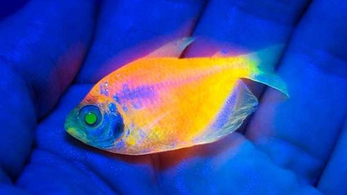 Ciencia, tráfico y crímenes: Peces que brillan alimentan una lucrativa mafia en Brasil