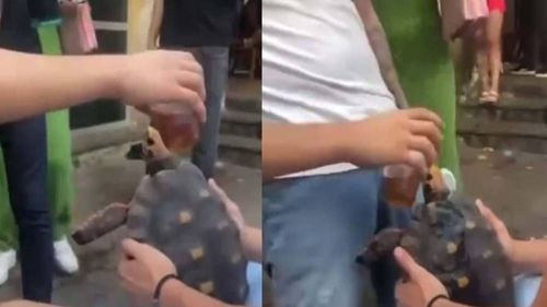 Rescatan a la tortuga a la que le dieron alcohol y procesan a los jóvenes responsables