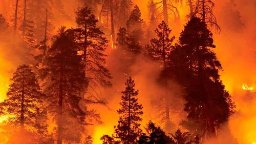 Incendio forestal devora más de 80 hectáreas en La Araucanía chilena