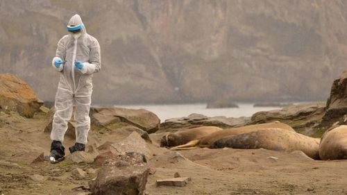 La gripe aviar ya afectó a todas las especies animales de la Antártida