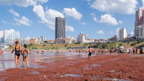 Algas tiñen de rojo turísticas playas de Mar del Plata en Argentina