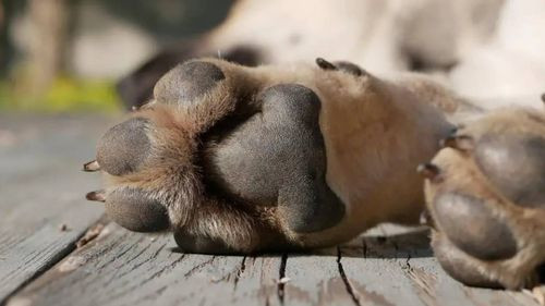 Hallan la pierna de un perro en una olla en Llallagua, según la Fiscalía