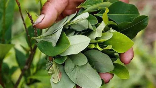 El precio de la hoja de coca sube; la libra está en Bs 50