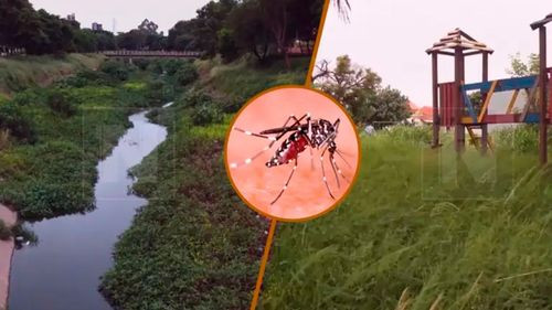 COED convoca reunión urgente ante 51% de positividad por chikungunya