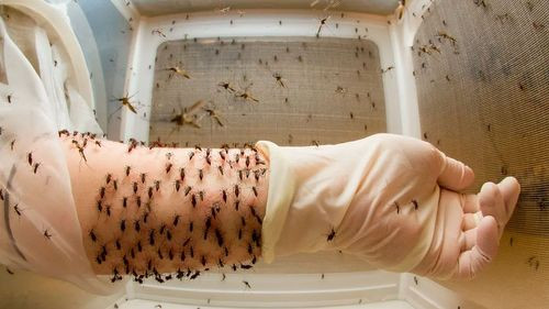 Récord de casos de dengue en América Latina en 2024: Situación actual y perspectivas
