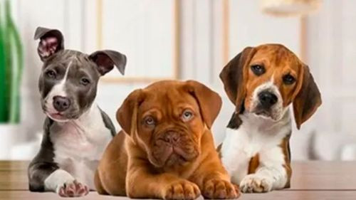 Una raza de perro se encuentra en peligro de extinción con menos de mil ejemplares vivos en el mundo.