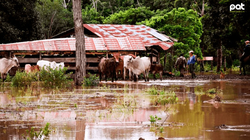 Inundaciones en Beni ponen en riesgo 3 millones de cabezas de ganado y afectan a miles de familias