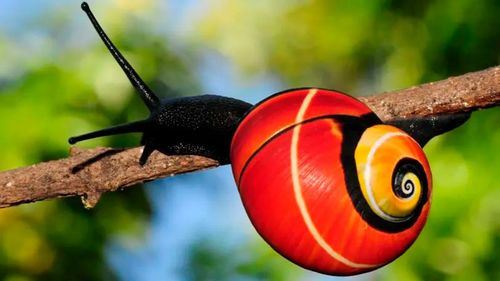 Científicos luchan por salvar a los caracoles Polymita, víctimas de su propia belleza en Cuba