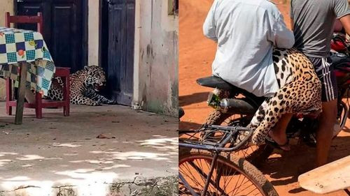 Acusado de matar a un jaguar es enviado a la cárcel en Beni