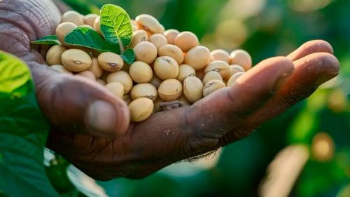 Gobierno destina Bs 300 millones para impulsar cultivo de soya en La Paz y Beni