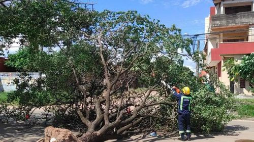 Fuertes vientos derriban siete árboles en Santa Cruz y activan alerta por nuevas emergencias