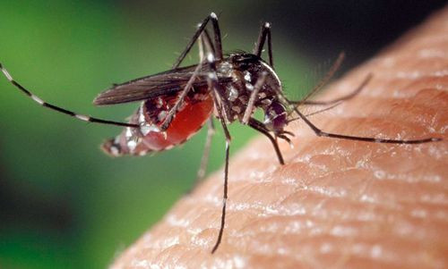 Chikunguña deja un muerto en Santa Cruz y ya suma más de 900 casos