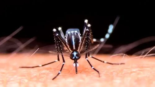 Potosí declara alerta sanitaria por casos de chikungunya