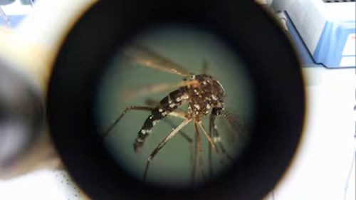 Colegio Médico alerta aumento de chikungunya en Bolivia