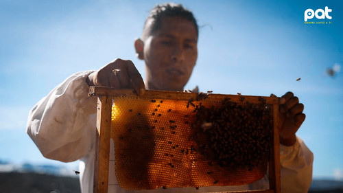 Joven boliviano que rescata abejas y convive con ellas para cuidar el planeta