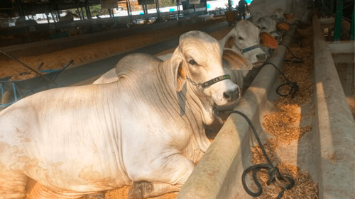  Agropecruz 2026 arranca con el ingreso de 420 ejemplares y proyecta cifra récord de animales