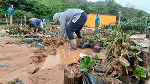 Riadas afectan cultivos en los Valles cruceños y productores deben tomar rutas alternas para llegar a Santa Cruz