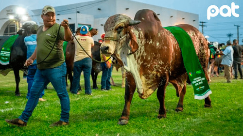 Expocruz 2025: cinco países compran genética bovina boliviana de alto valor