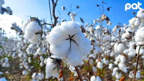 Productores de Cabezas apuestan por el algodón como alternativa ante la sequía