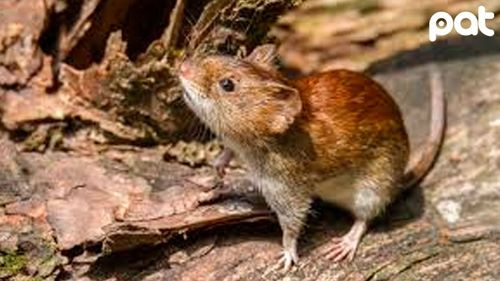 Siete personas fallecieron por hantavirus en el norte de La Paz