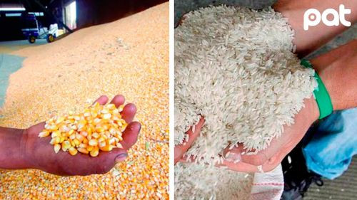 Gobierno asegura que hay suficiente producción de maíz y arroz pese a la subida de precios