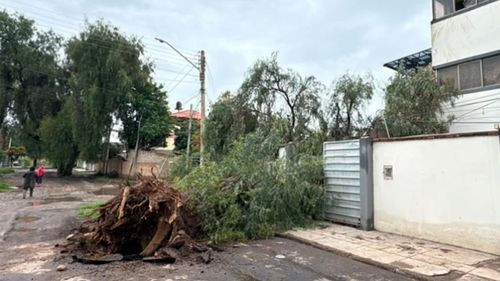 Caída de árboles provoca daños y cortes eléctricos en Cochabamba
