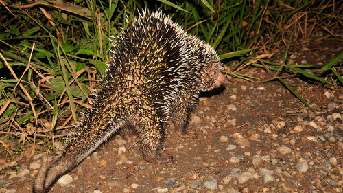 Confusión por un peculiar animal en la avenida Roca y Coronado